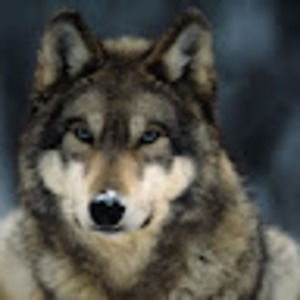 Meet your Posher, Yan